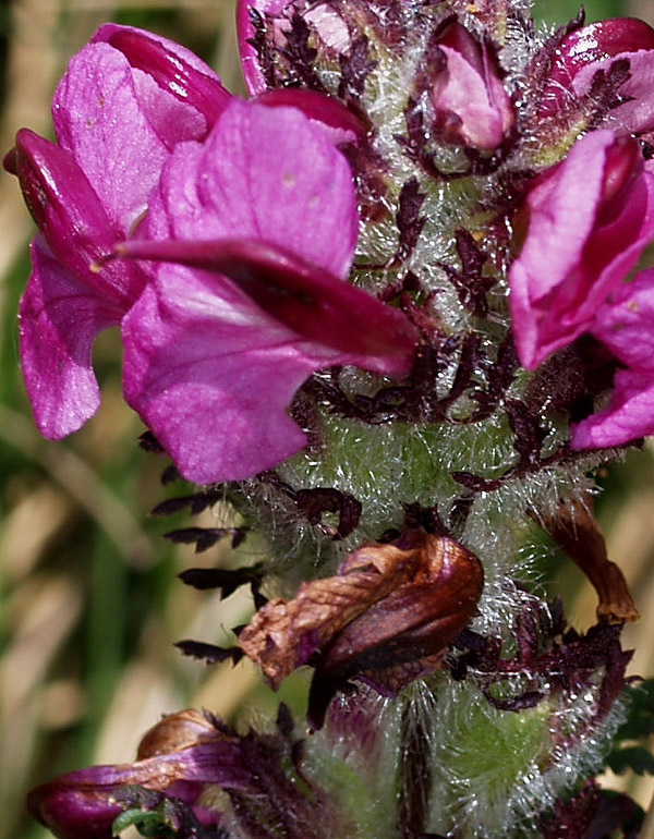 Pedicularis rosea